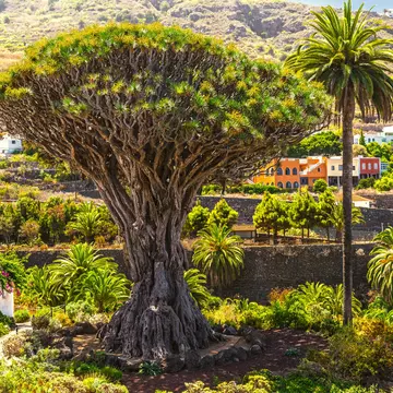 Millennial Drago tree at Icod de los Vinos, Tenerife