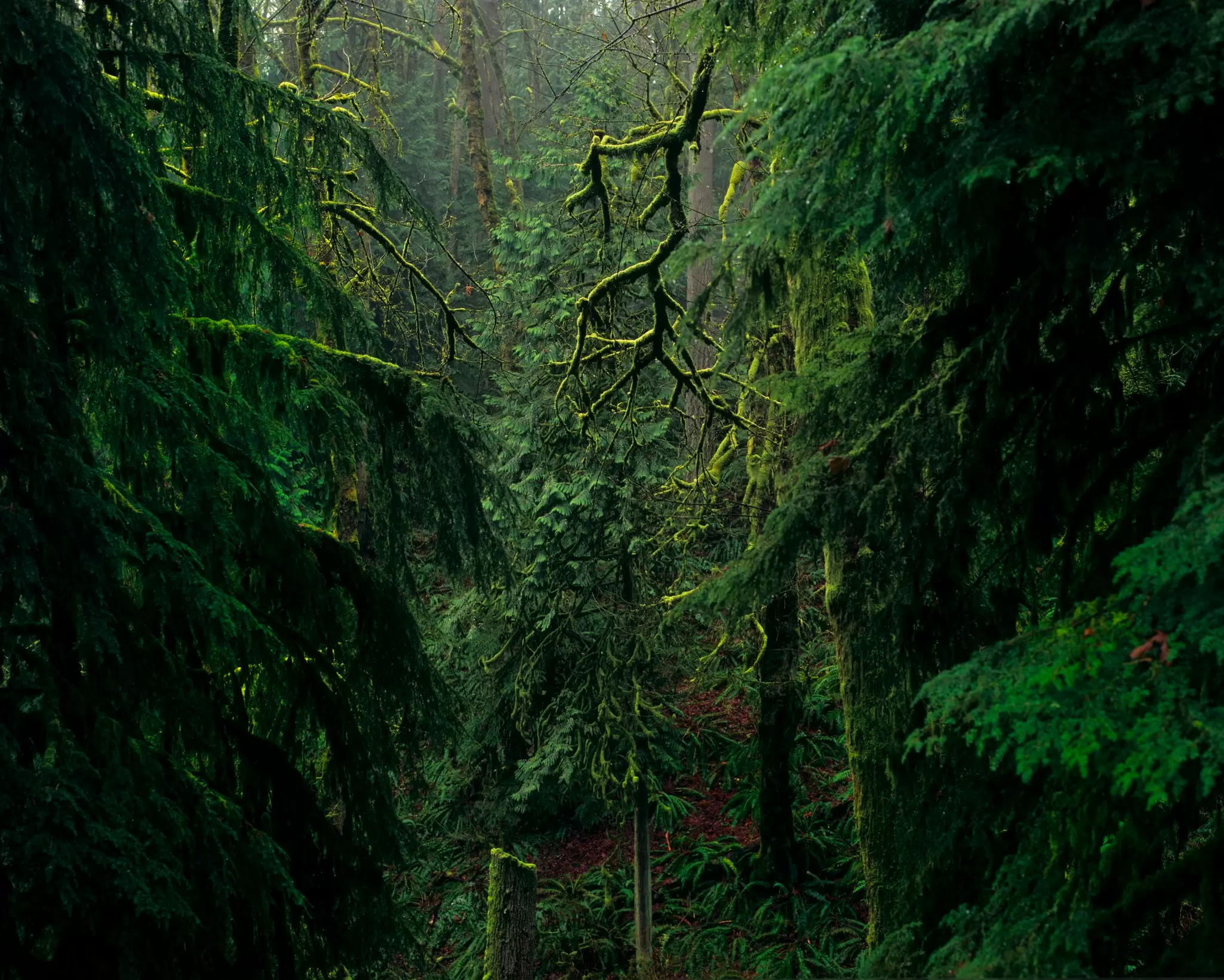 Green space in Portland, Oregon