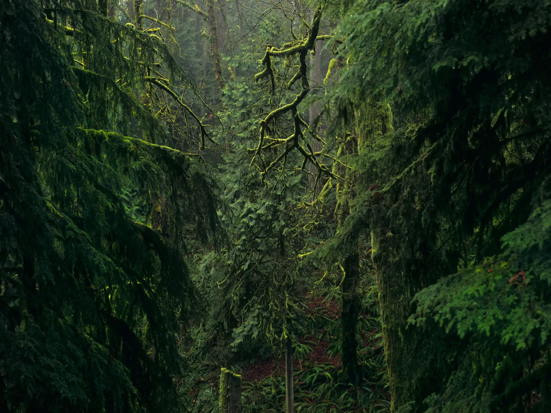 A section of Forest Park in Portland, Oregon. 5100 acres of old and second-growth temperate forest residing within city limits provide a welcome escape into its lushly green expanse.
164861553