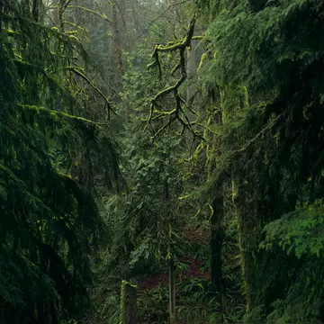 A section of Forest Park in Portland, Oregon. 5100 acres of old and second-growth temperate forest residing within city limits provide a welcome escape into its lushly green expanse.
164861553