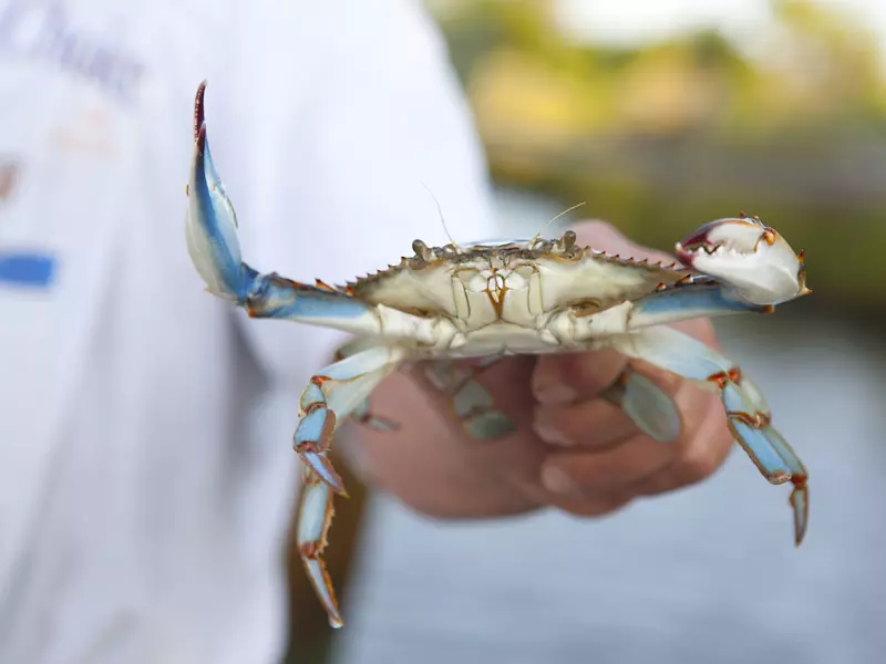 Lonely Planet Traveller Magazine, Issue 36, Florida, Perfect trip
Fisherman holding blue crab caught in Apalachicola Bay.