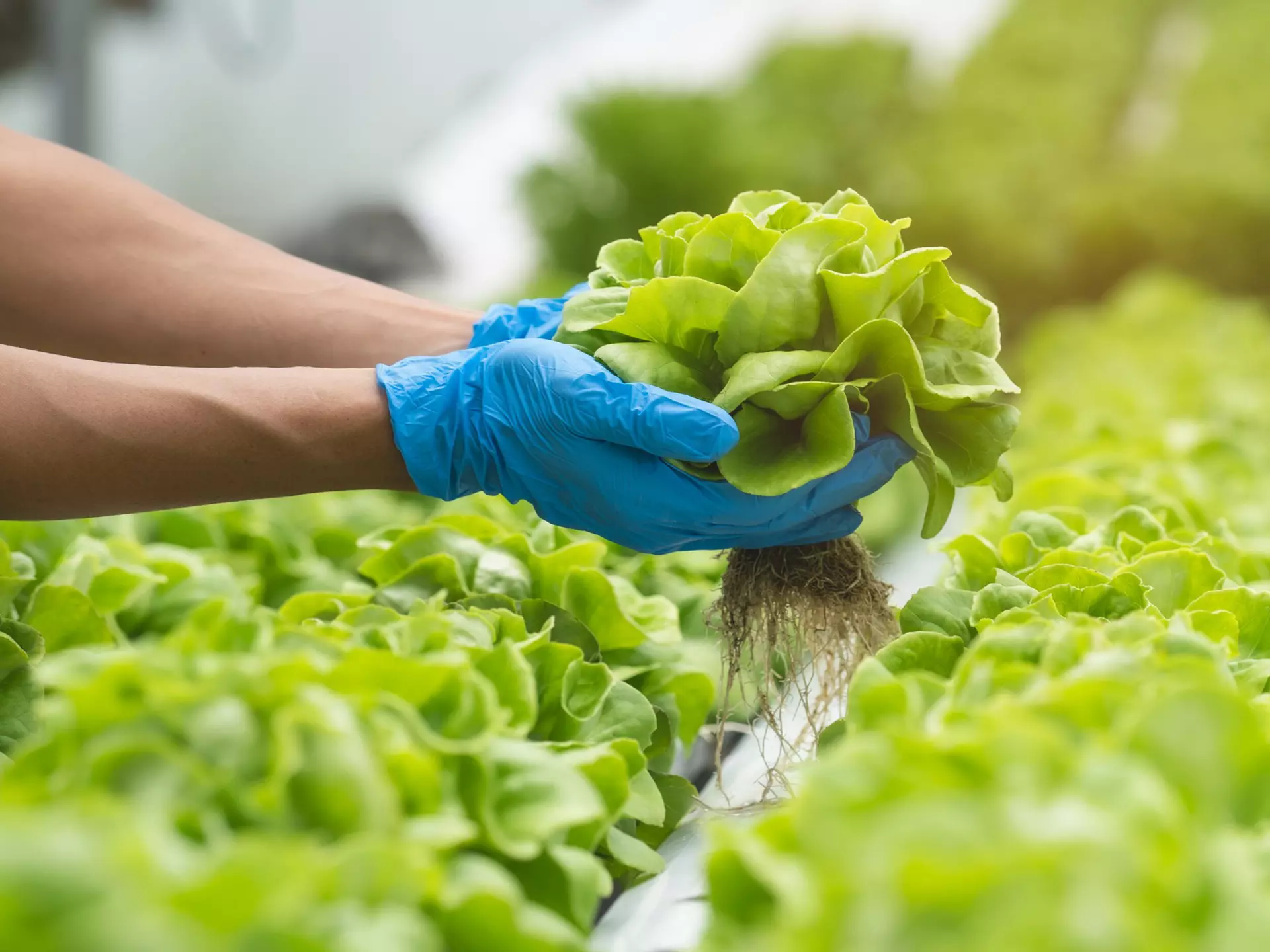 Close-up of the hands of a farmer picking lettuce inside a hydroponic greenhouse.
1479065984
above, agricultural, agriculture, aquaculture, business, care, caring hands, closeup, cos, crop, cultivate, cultivation, customer, diet, ecology, environment, farm, farmer, farming, food, fresh, freshness, garden, green, greenhouse, grow, growth, hand, harvest, health, healthy, hydroponic, industrial, leaf, lettuce, natural, nature, nutrition, organic, picking, plant, plantation, produce, production, raw, salad, soilless, system, technology, vegetable
