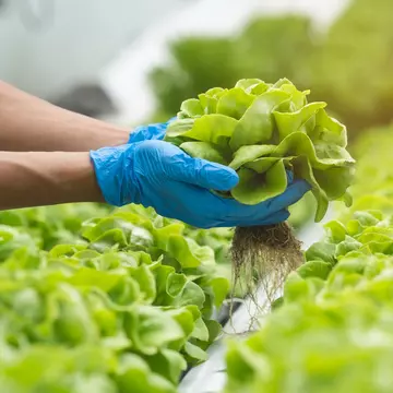 Close-up of the hands of a farmer picking lettuce inside a hydroponic greenhouse.
1479065984
above, agricultural, agriculture, aquaculture, business, care, caring hands, closeup, cos, crop, cultivate, cultivation, customer, diet, ecology, environment, farm, farmer, farming, food, fresh, freshness, garden, green, greenhouse, grow, growth, hand, harvest, health, healthy, hydroponic, industrial, leaf, lettuce, natural, nature, nutrition, organic, picking, plant, plantation, produce, production, raw, salad, soilless, system, technology, vegetable