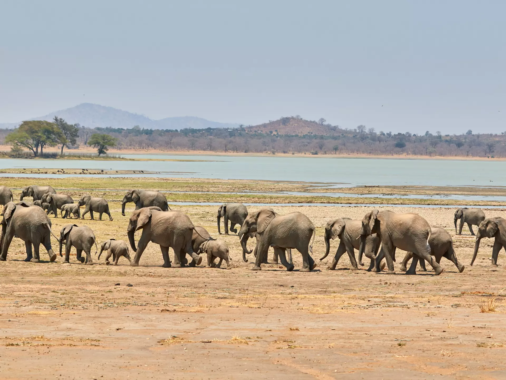 A herd of African elephants walk across a flat dusty landscape on the edge of a lake