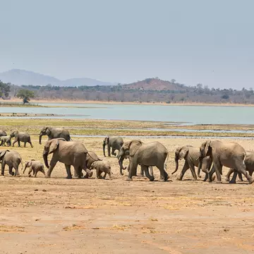 A herd of African elephants walk across a flat dusty landscape on the edge of a lake