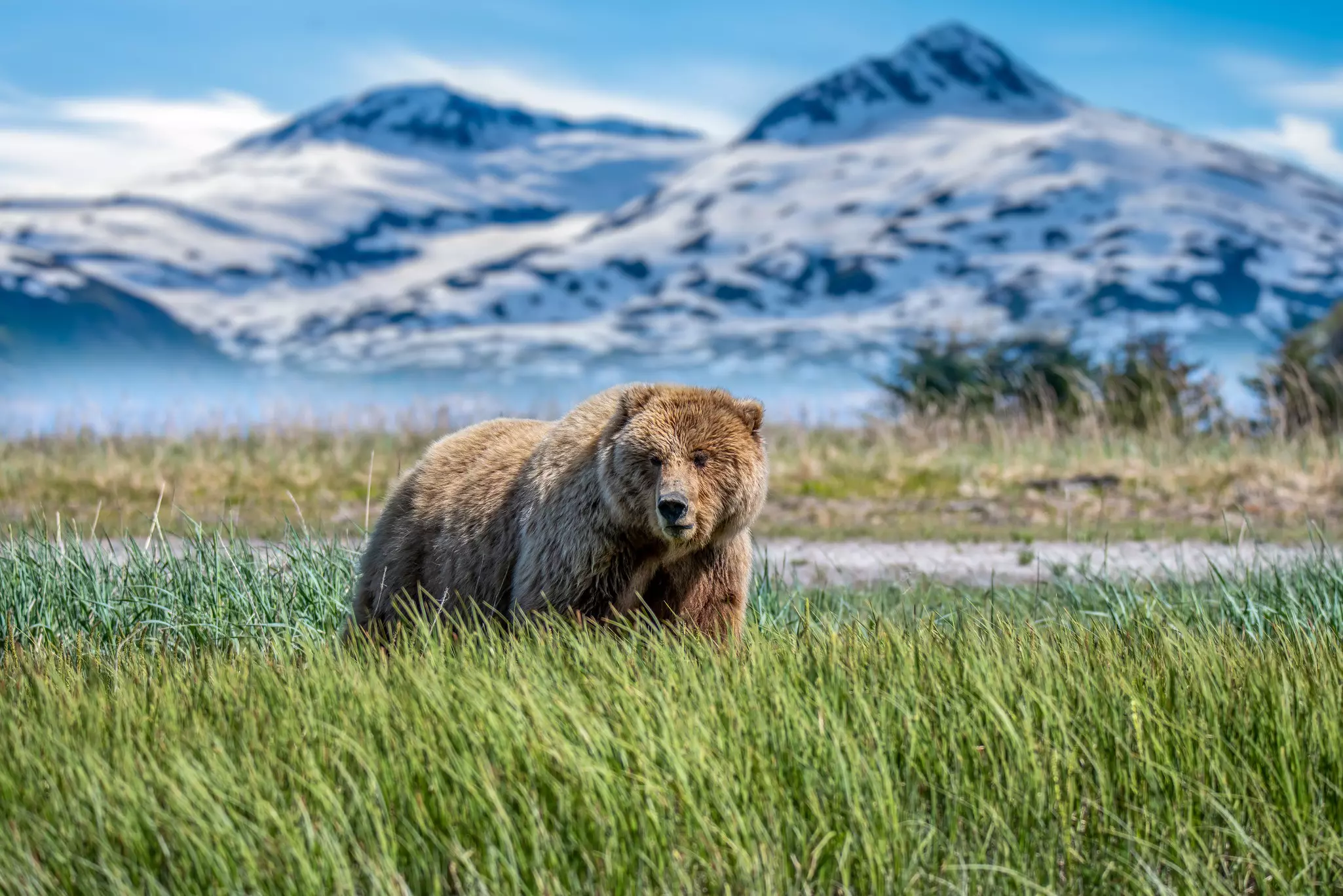 A large brown bear in tall green grasses, with snowcapped mountains in the background.