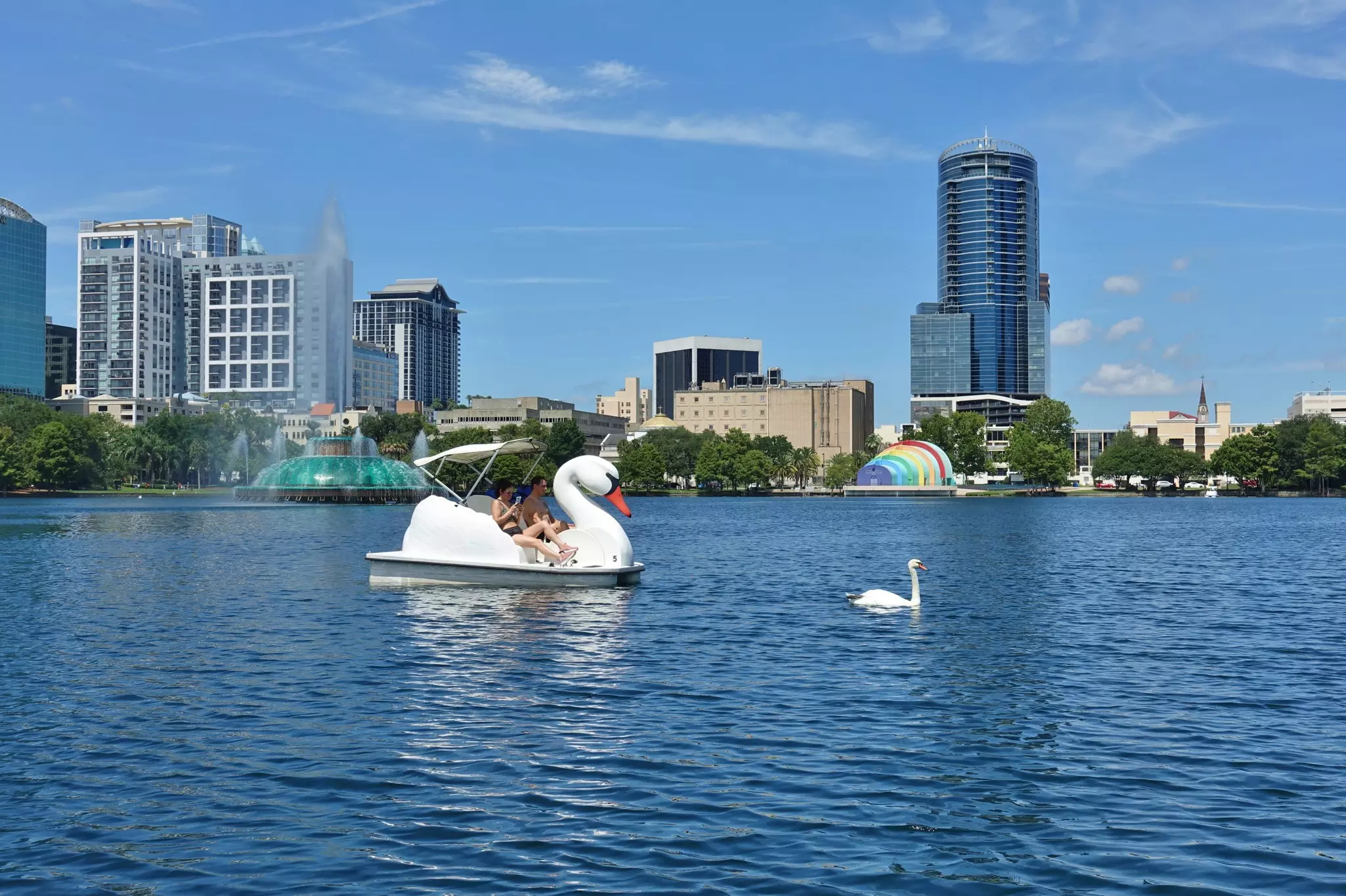 A lake in a city. Two people ride in a paddle boat shaped like a swan as a swan floats nearby.