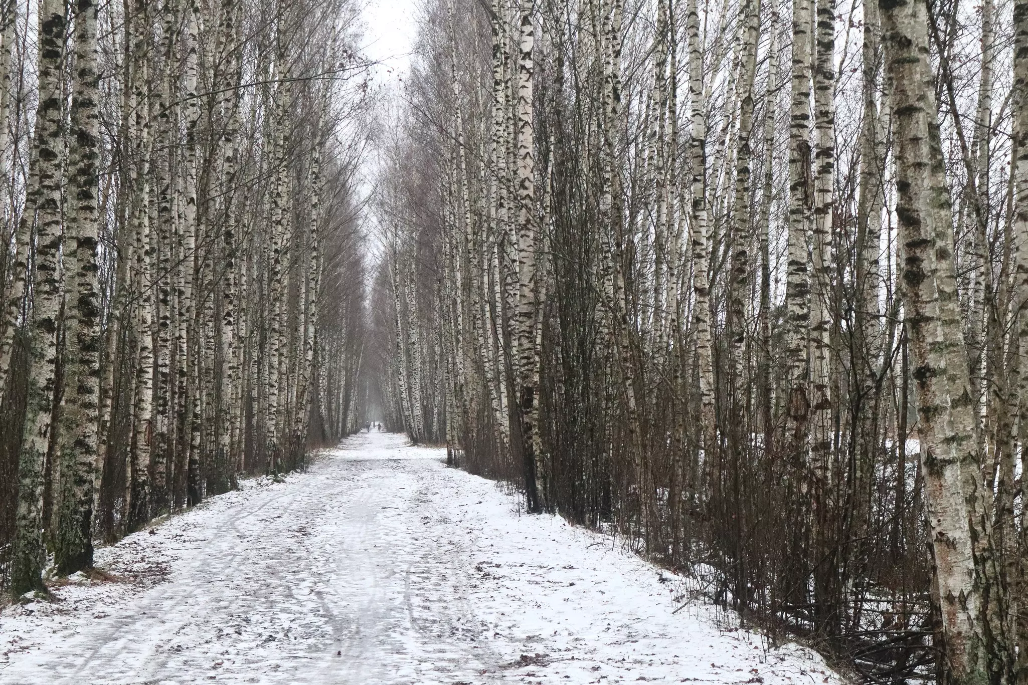 A layer of snow covers a path through a grove of trees.