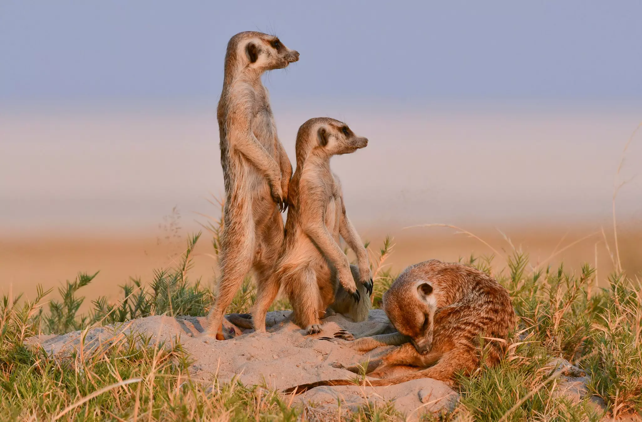 Three meerkats on a sandy patch of earth. Two look into the distance alert to dangers while the third one is grooming itself.