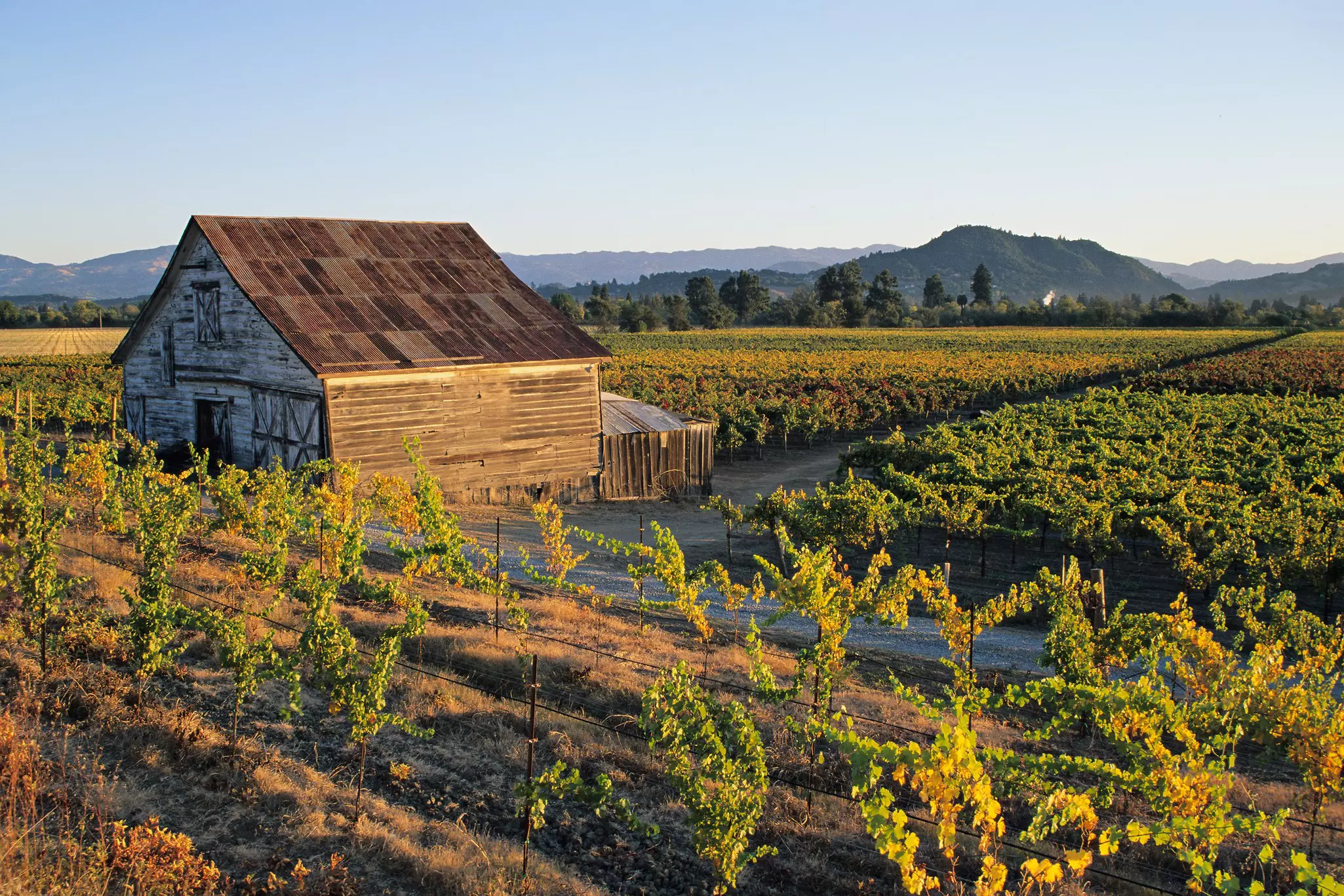 A farmhouse surrounded by the vineyards of Dry Creek Valley (Sonoma County, California).
172625585
Agriculture; Autumn; Barn; California; Carneros Valley; Color Image; Crop; Dry Creek; Farm; Farmhouse; Field; Grape; Healdsburg; Horizontal; House; Lands...