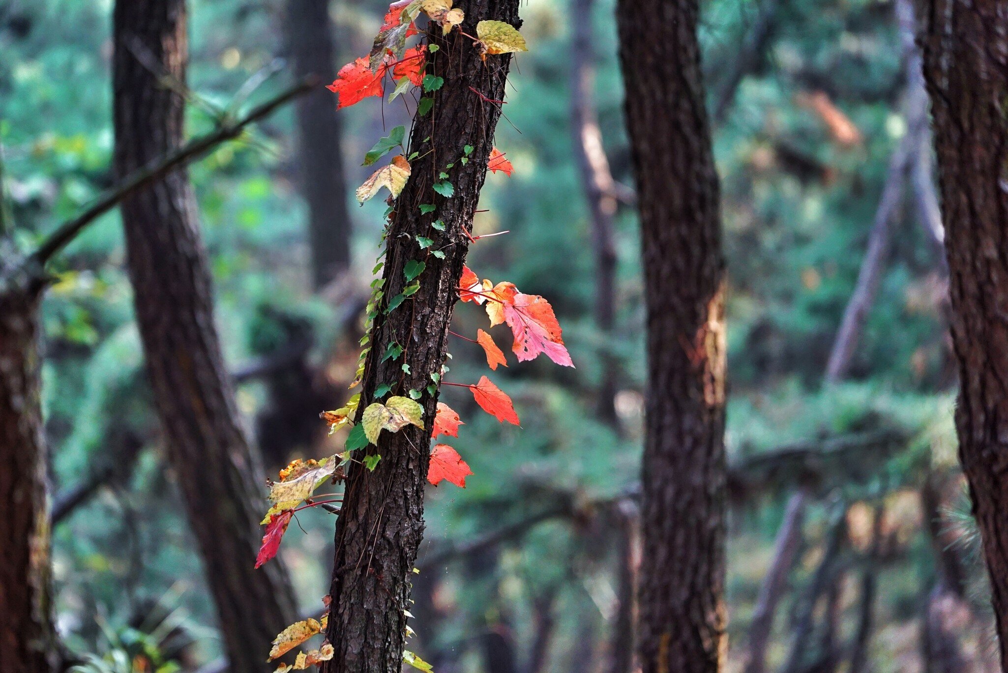 Close-Up Of Autumn Leaves On Tree Trunk In Forest