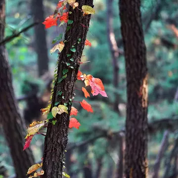 Close-Up Of Autumn Leaves On Tree Trunk In Forest