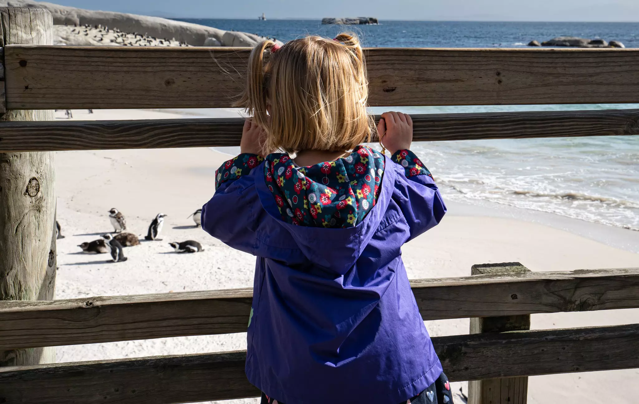 The penguins of Boulders Beach are popular with curious children © Bkampath/Getty Images/iStockphoto