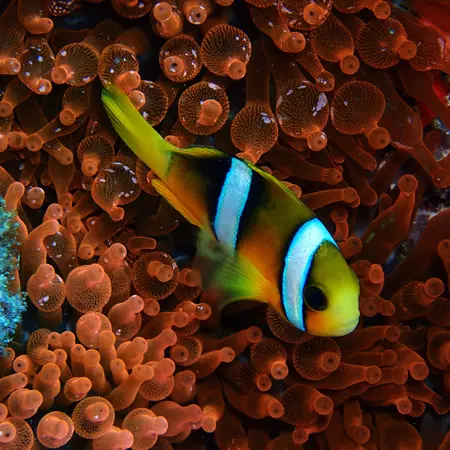A clownfish spotted in an anemone.