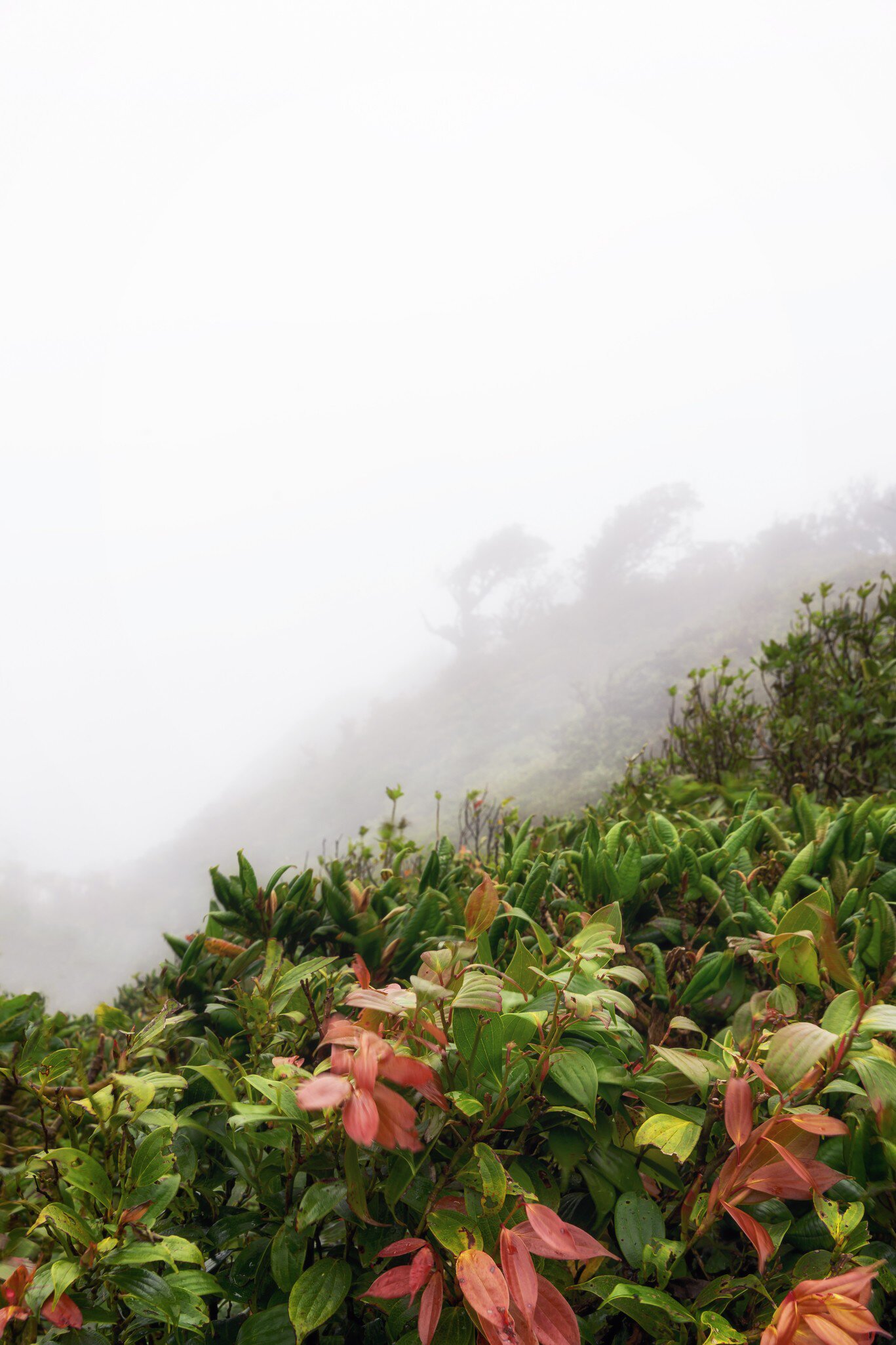 The Monteverde Cloud Forest Reserve (Reserva Biológica Bosque Nuboso Monteverde) is a Costa Rican reserve located along the Cordillera de Tilarán within the Puntarenas and Alajuela provinces.