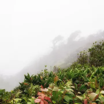 The Monteverde Cloud Forest Reserve (Reserva Biológica Bosque Nuboso Monteverde) is a Costa Rican reserve located along the Cordillera de Tilarán within the Puntarenas and Alajuela provinces.