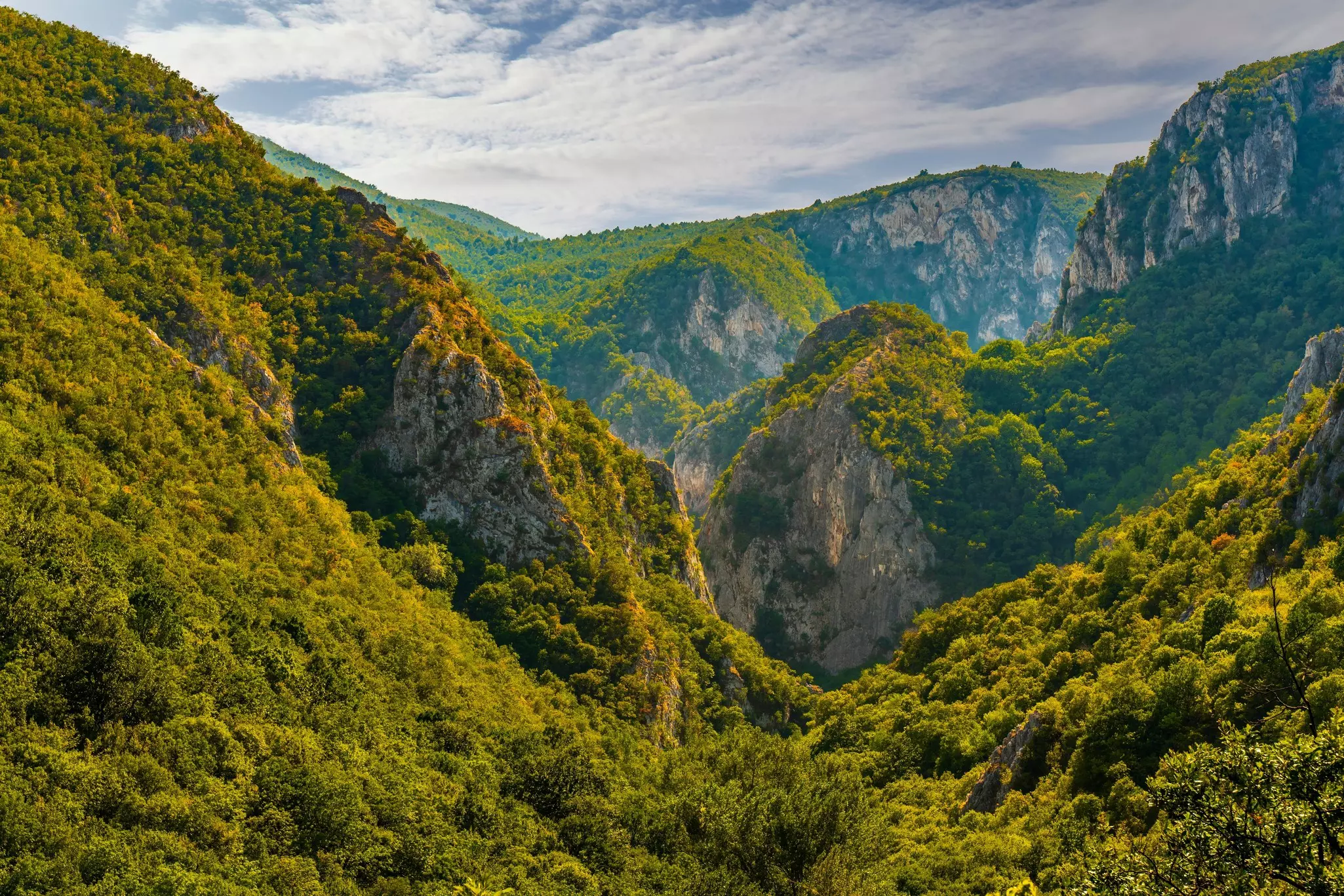 A vast canyon covered in thick woodland on a sunny day.
