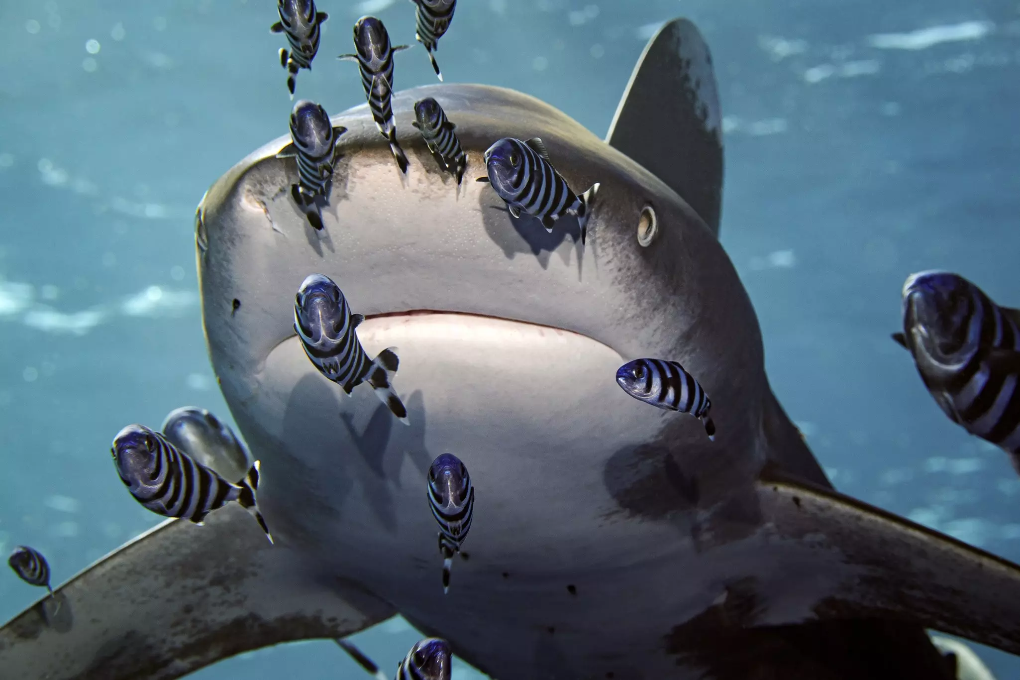 An oceanic whitetip shark at Elphinstone Reef in the Red Sea, Egypt.