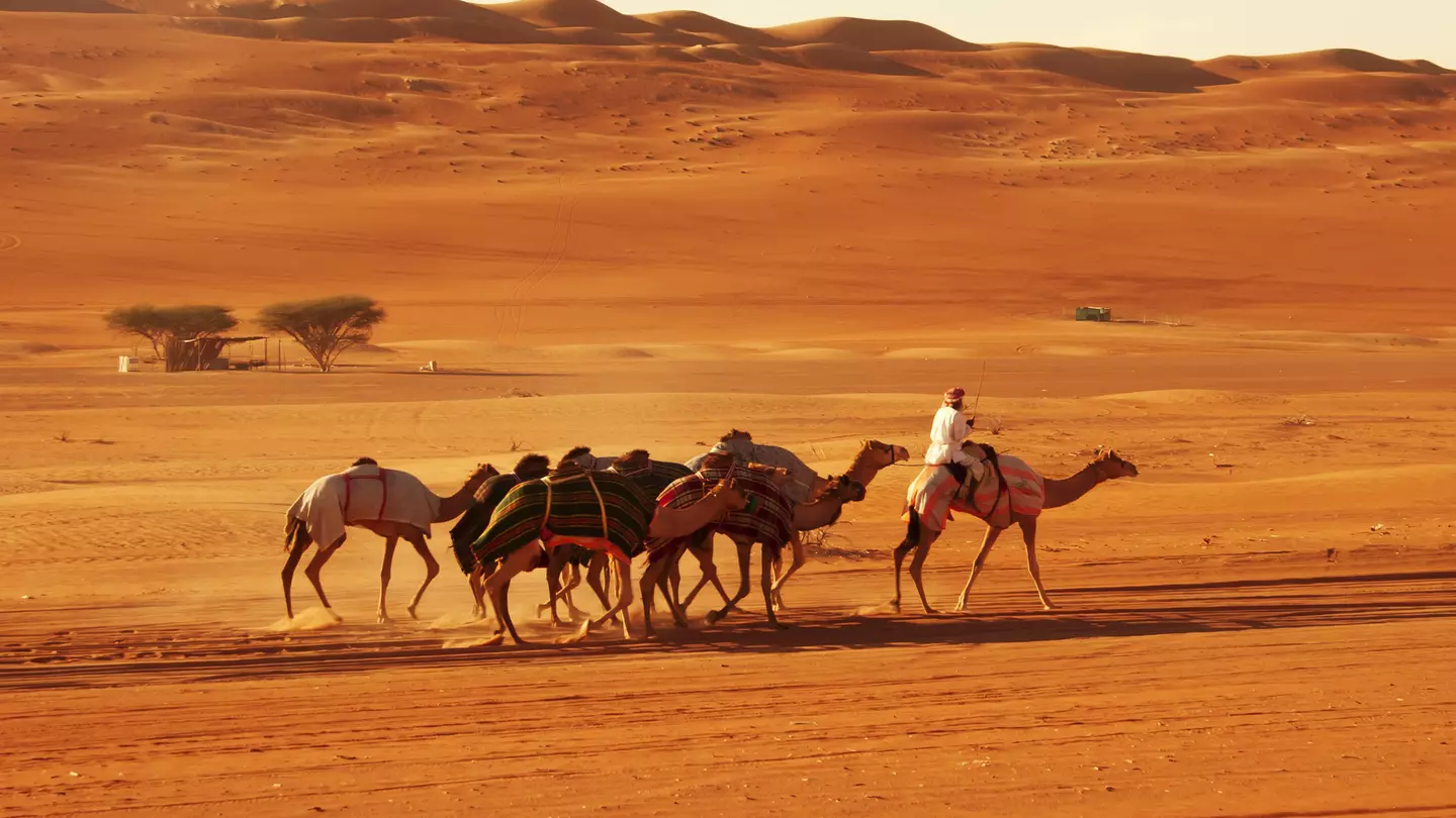 Bedouin and camels in desert in Wahiba Sands, Oman