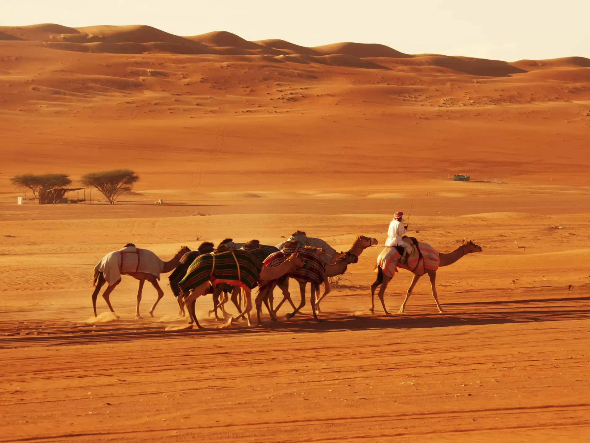 Bedouin and camels in desert in Wahiba Sands, Oman