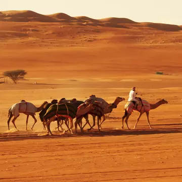 Bedouin and camels in desert in Wahiba Sands, Oman