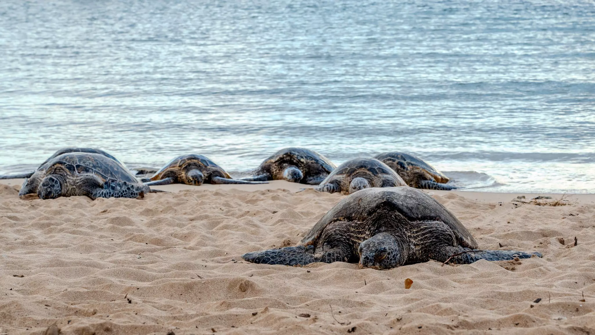 Green sea turtles on a beach in Kauaʻi, Hawaii