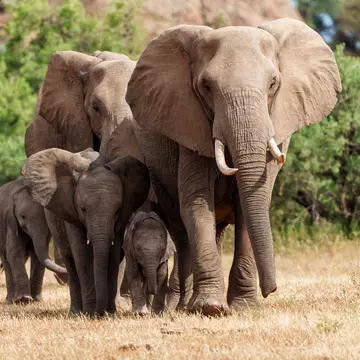 Wedged between Zimbabwe and South Africa, the spit of land known as the Tuli Block is popular with animals of all sizes for easy access to the river © Villiers Steyn / Getty Images