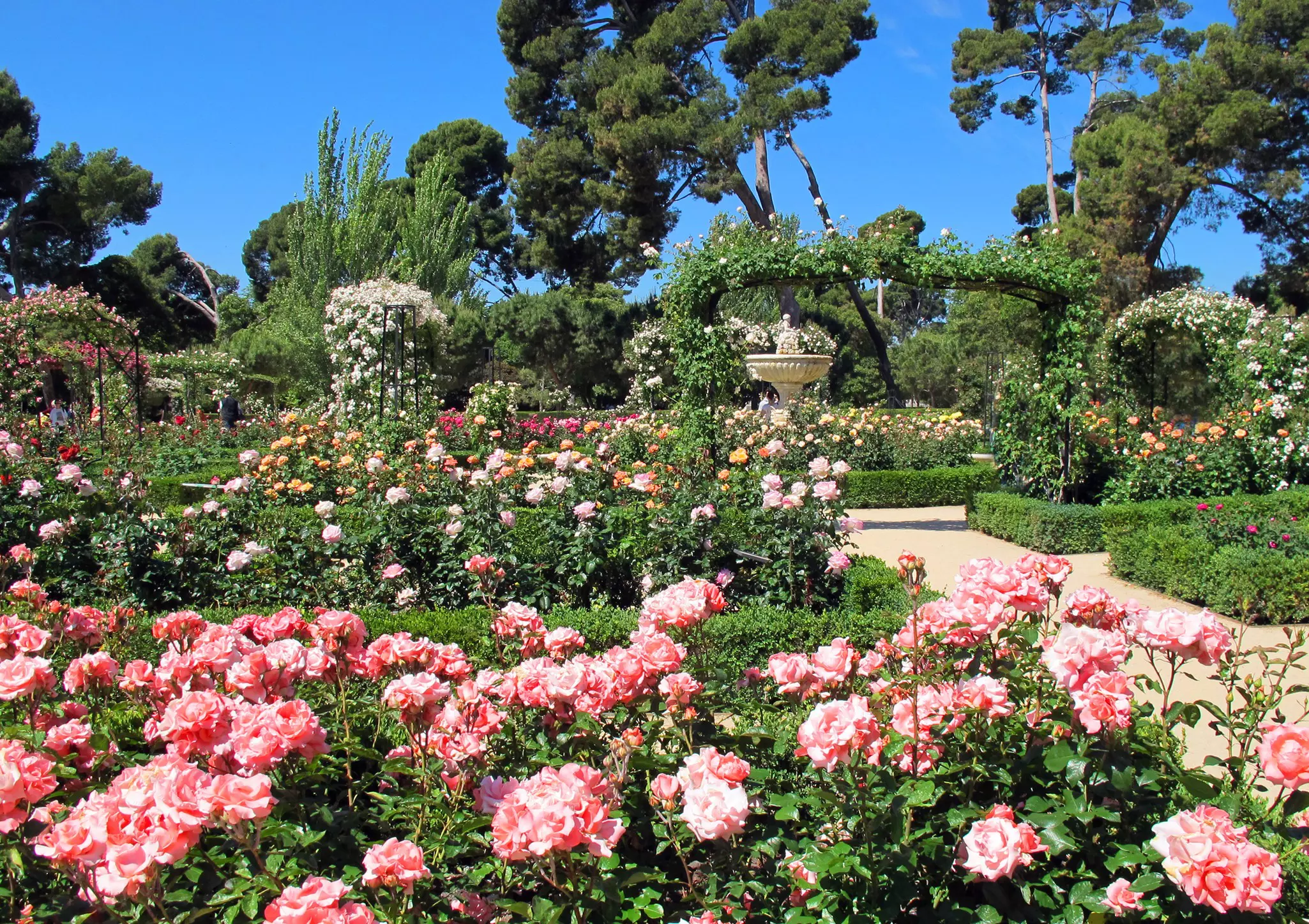 Rose garden in full bloom