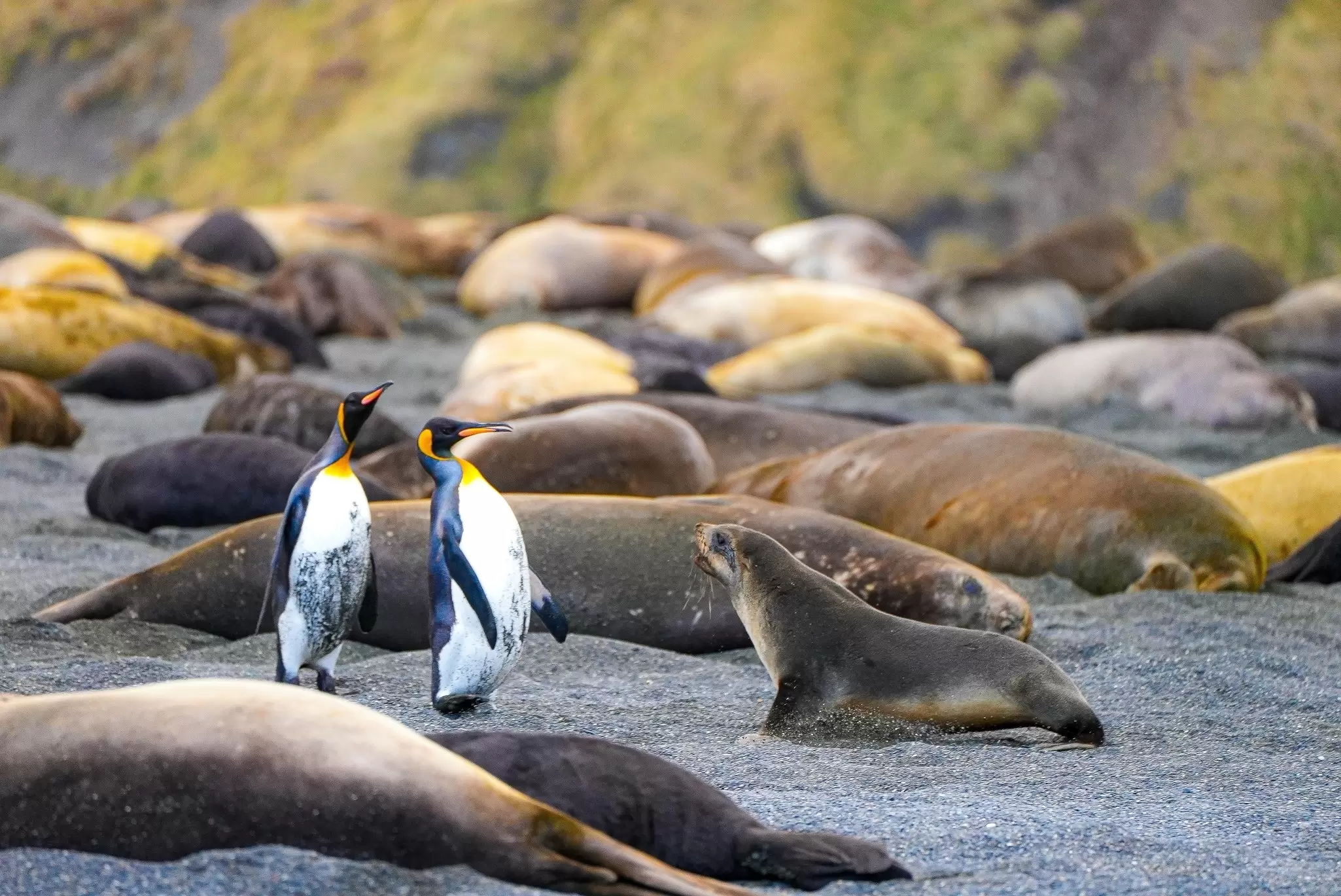 A fur seal pup challenges two king penguins walking across a black volcanic beach with resting seals.