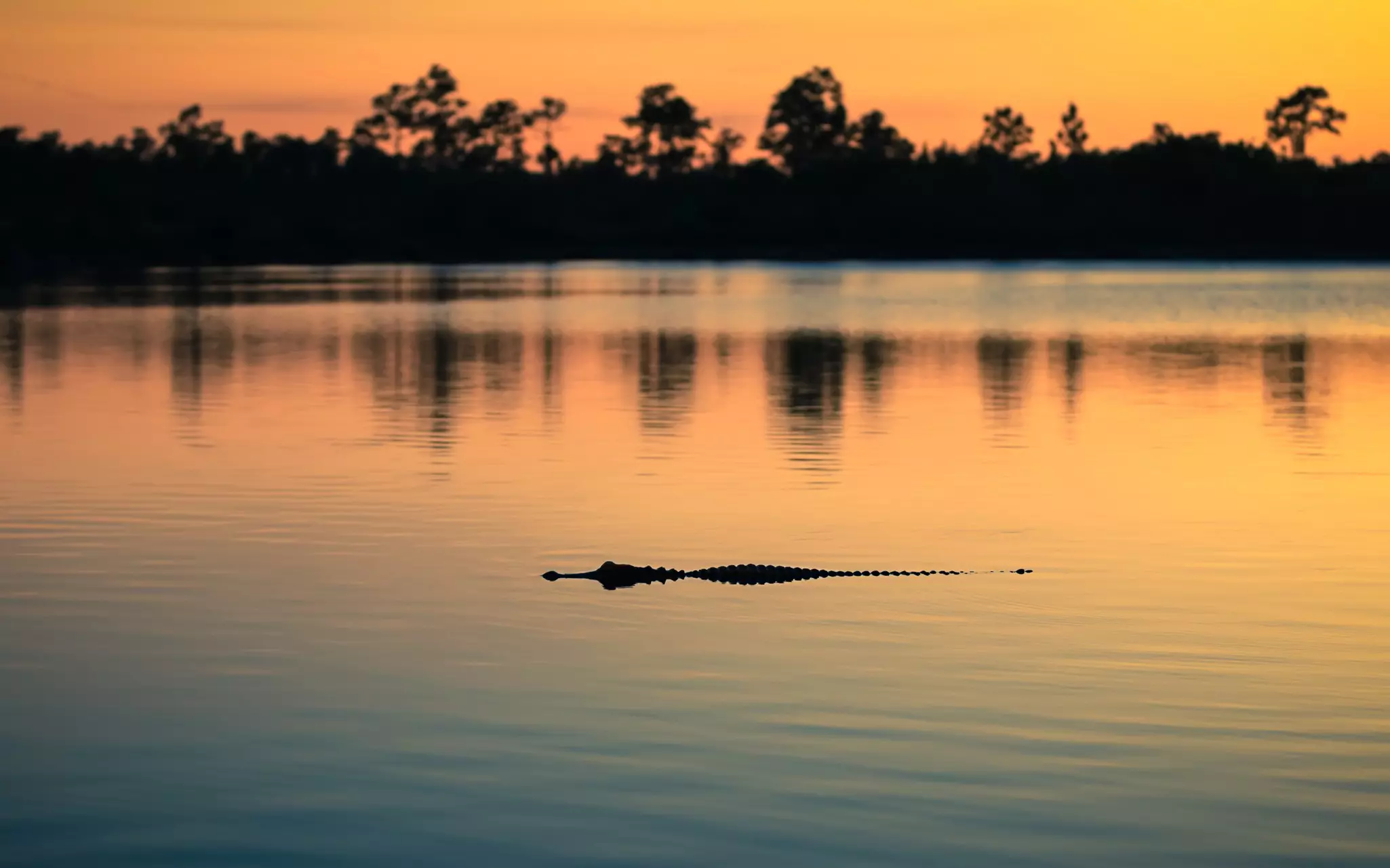 The Everglades make up the country's largest subtropical wilderness © Eduard Moldoveanu / 500px