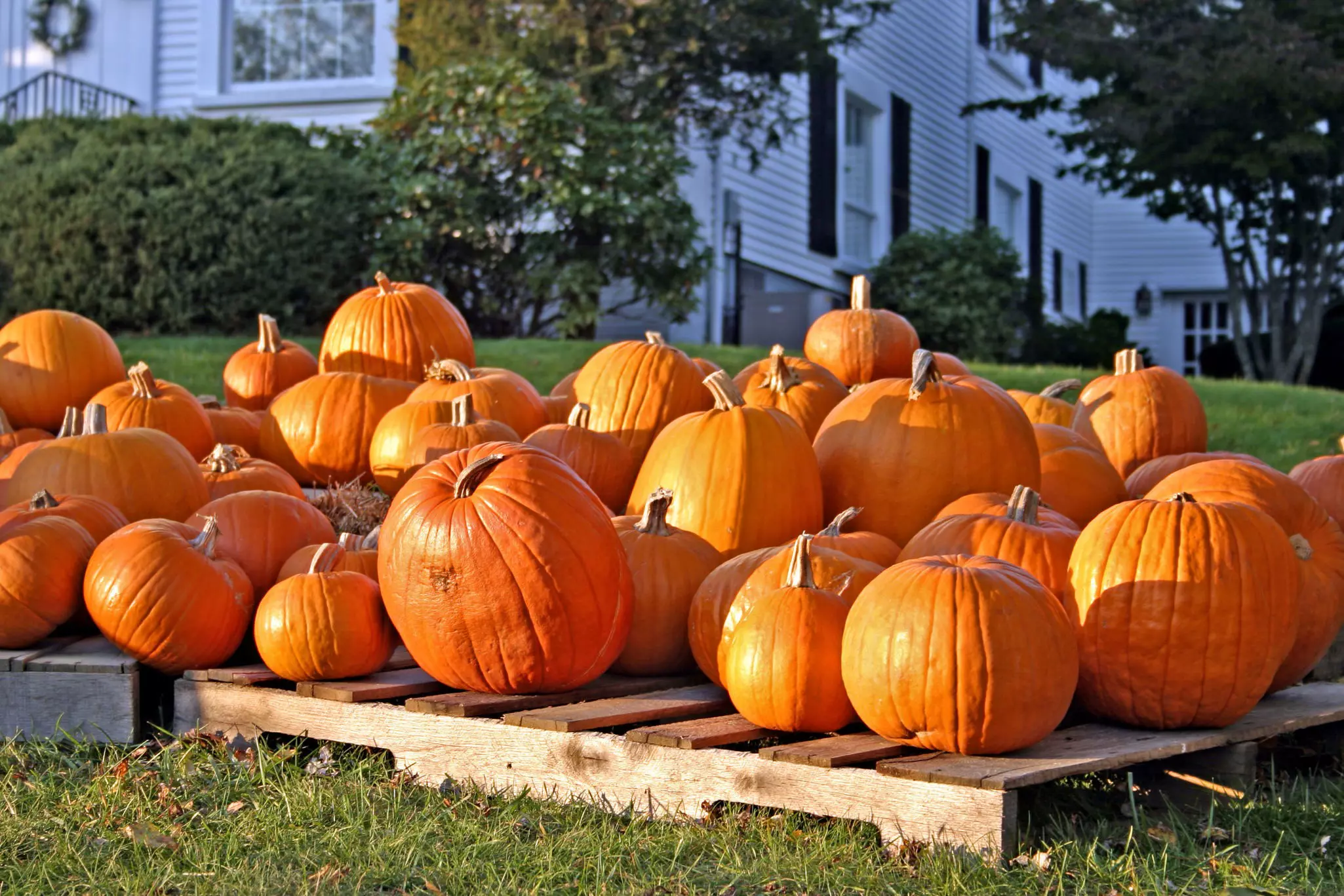 The fall harvest brings out pumpkins, squash and apples – and competitions to celebrate the best. CO Leong/Shutterstock