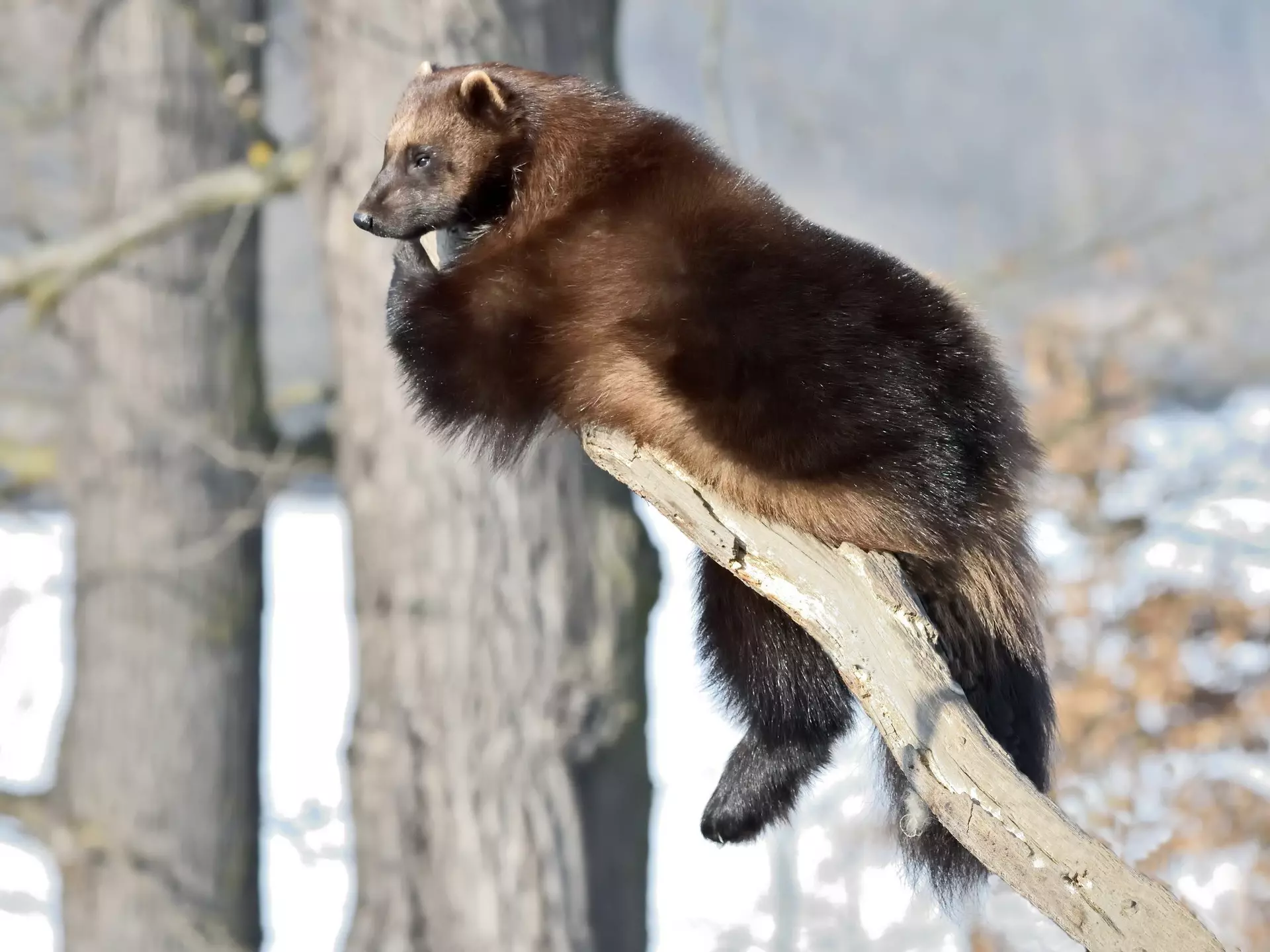 Wolverine (Gulo Gulo) resting on a branch
571487845
alaska, animal, beast, brown, canada, carnivore, clamber, climb, conservation, dangerous, environment, ferocity, finland, glutton, high, loner, lookout, muscular, nature, norway, observation, outlook, prospect, relax, rest, siberia, skunk bear, solitary, stare, strong, subarctic, sweden, taiga, tree, tundra, view, vista, weasels, wilderness, wildlife, wolverine, zoo