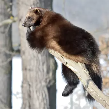 Wolverine (Gulo Gulo) resting on a branch
571487845
alaska, animal, beast, brown, canada, carnivore, clamber, climb, conservation, dangerous, environment, ferocity, finland, glutton, high, loner, lookout, muscular, nature, norway, observation, outlook, prospect, relax, rest, siberia, skunk bear, solitary, stare, strong, subarctic, sweden, taiga, tree, tundra, view, vista, weasels, wilderness, wildlife, wolverine, zoo