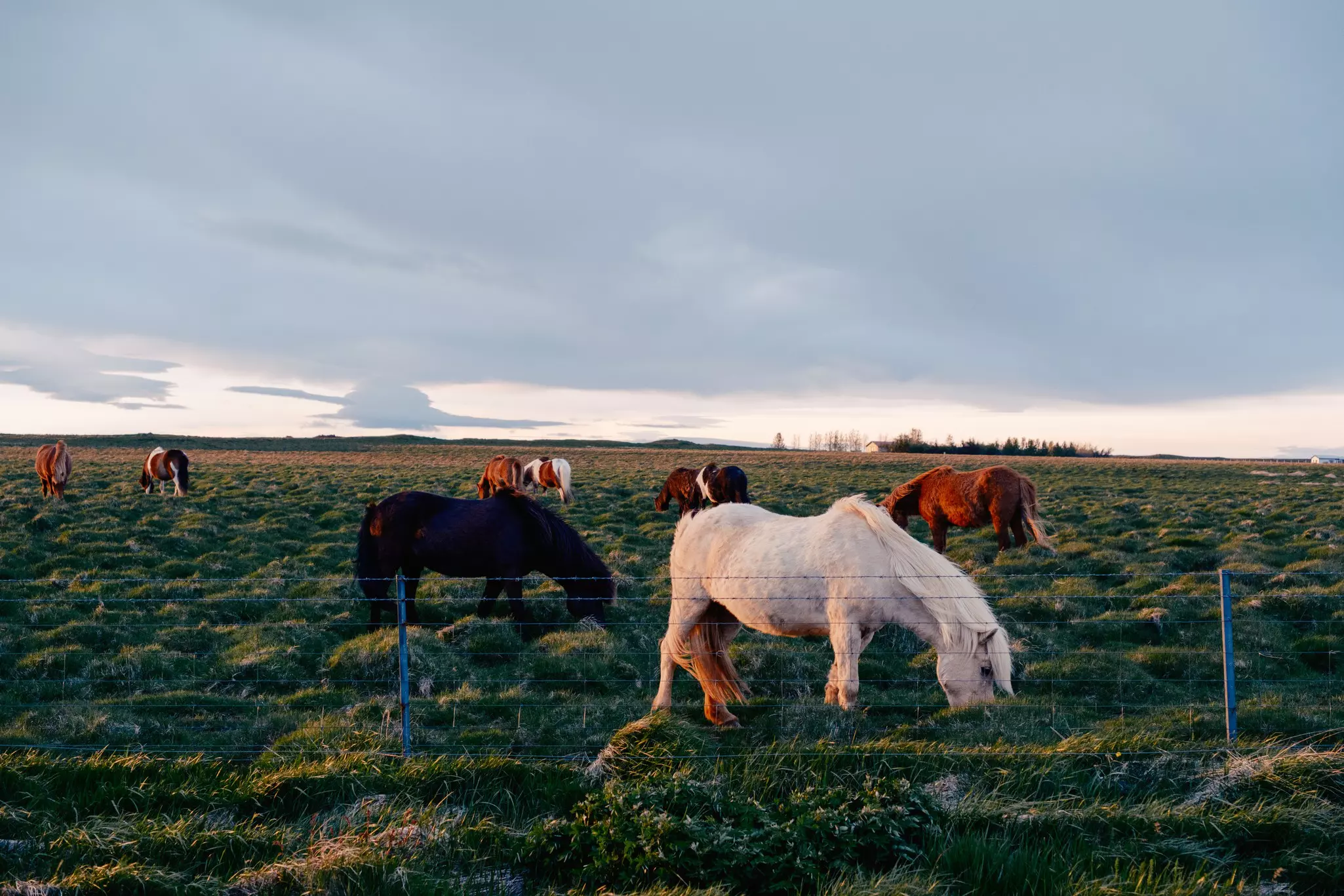 Icelandic Horses on the Ring Road