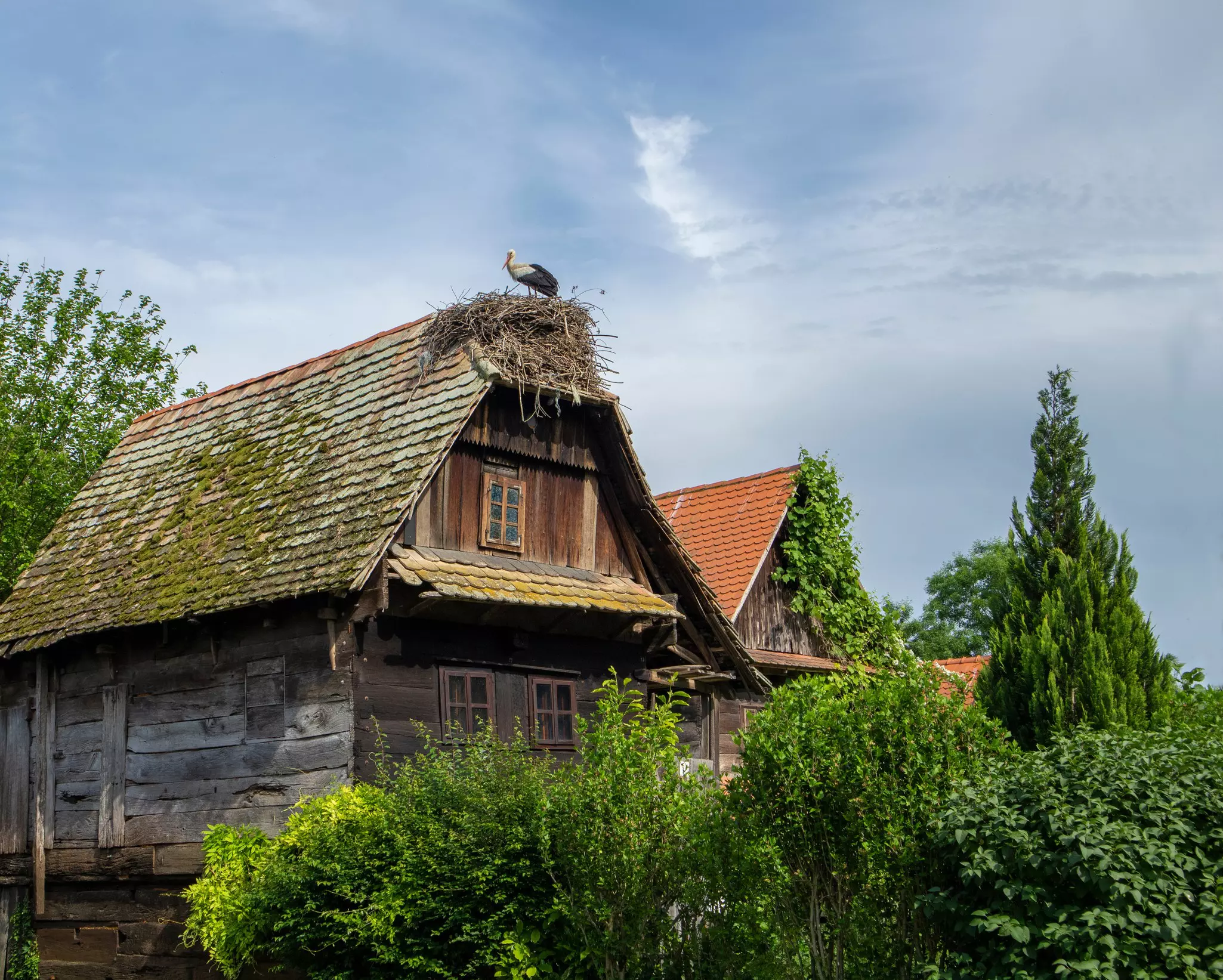 A white stork nests on the roof top of a heritage village house in Cigoc village ©  Shutterstock