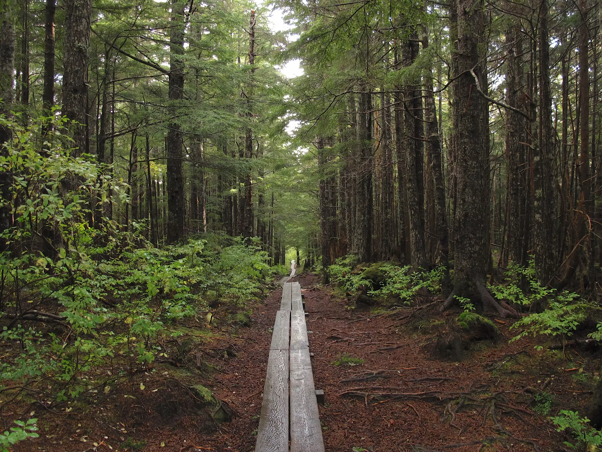 The Gaven Hill Trail passing through a dense forest in Sita historic park. 