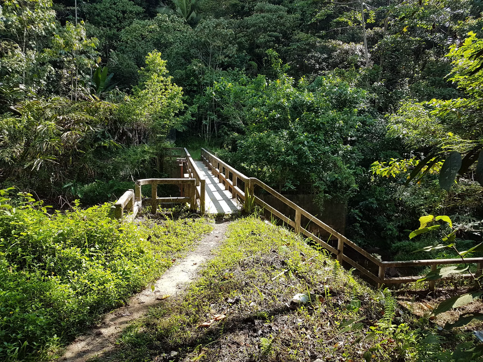 A wooden footbridge extending into lush green trees