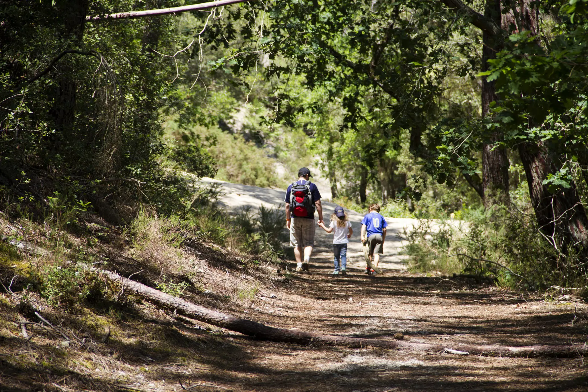 A family walk in the woods of Hourtin, in Medoc-Atlantic, Gironde, France