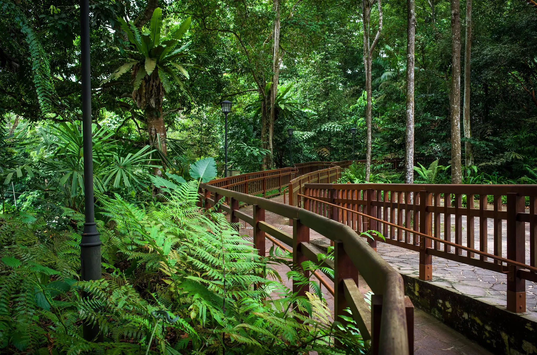 An elevated wooden walkway leads through a dense tropical forest. 
