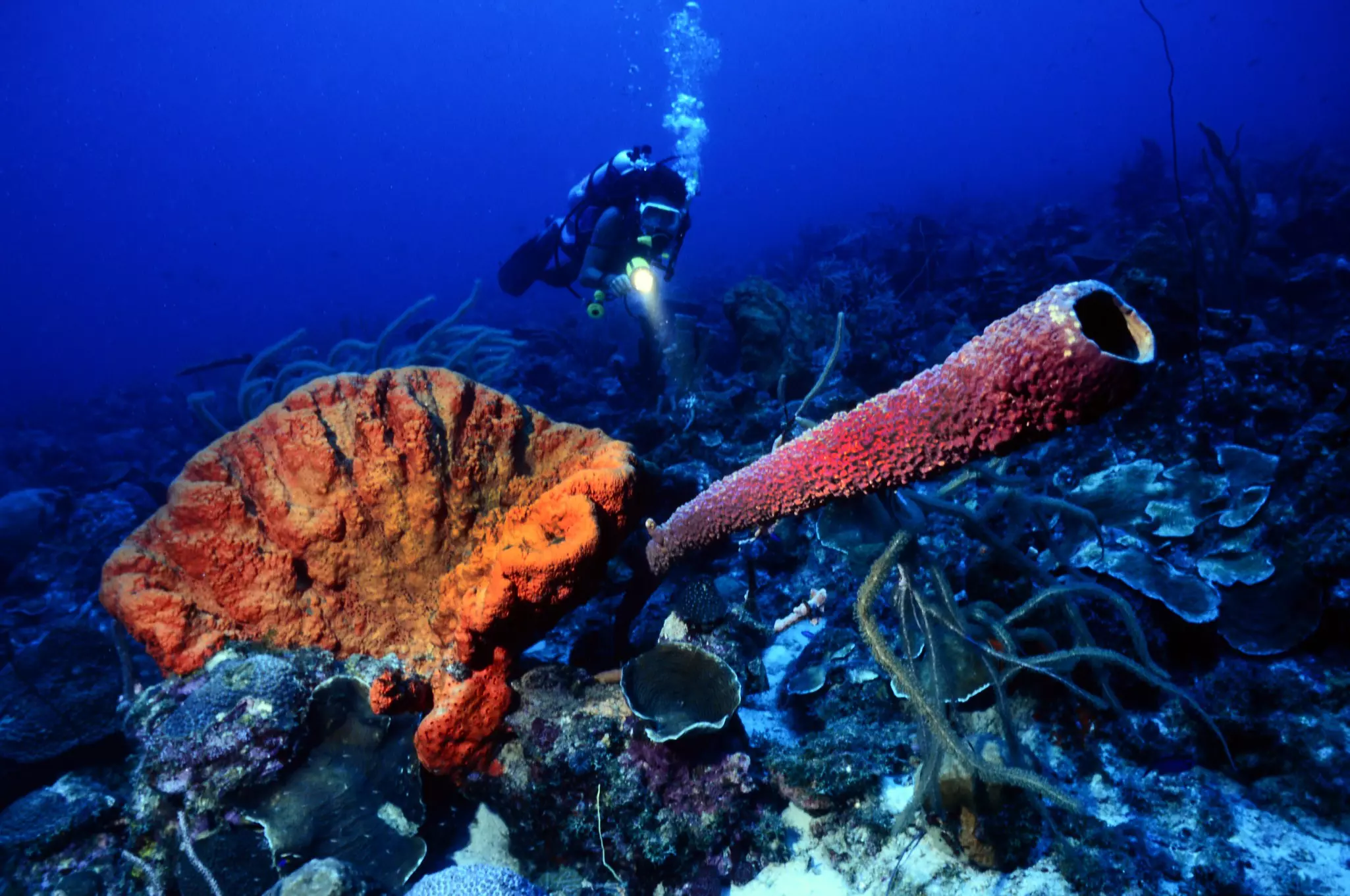A scuba diver explores unusually shaped and brightly colored corals in the so-called Mushroom Forest near Playa Santa Cruz, Curaçao