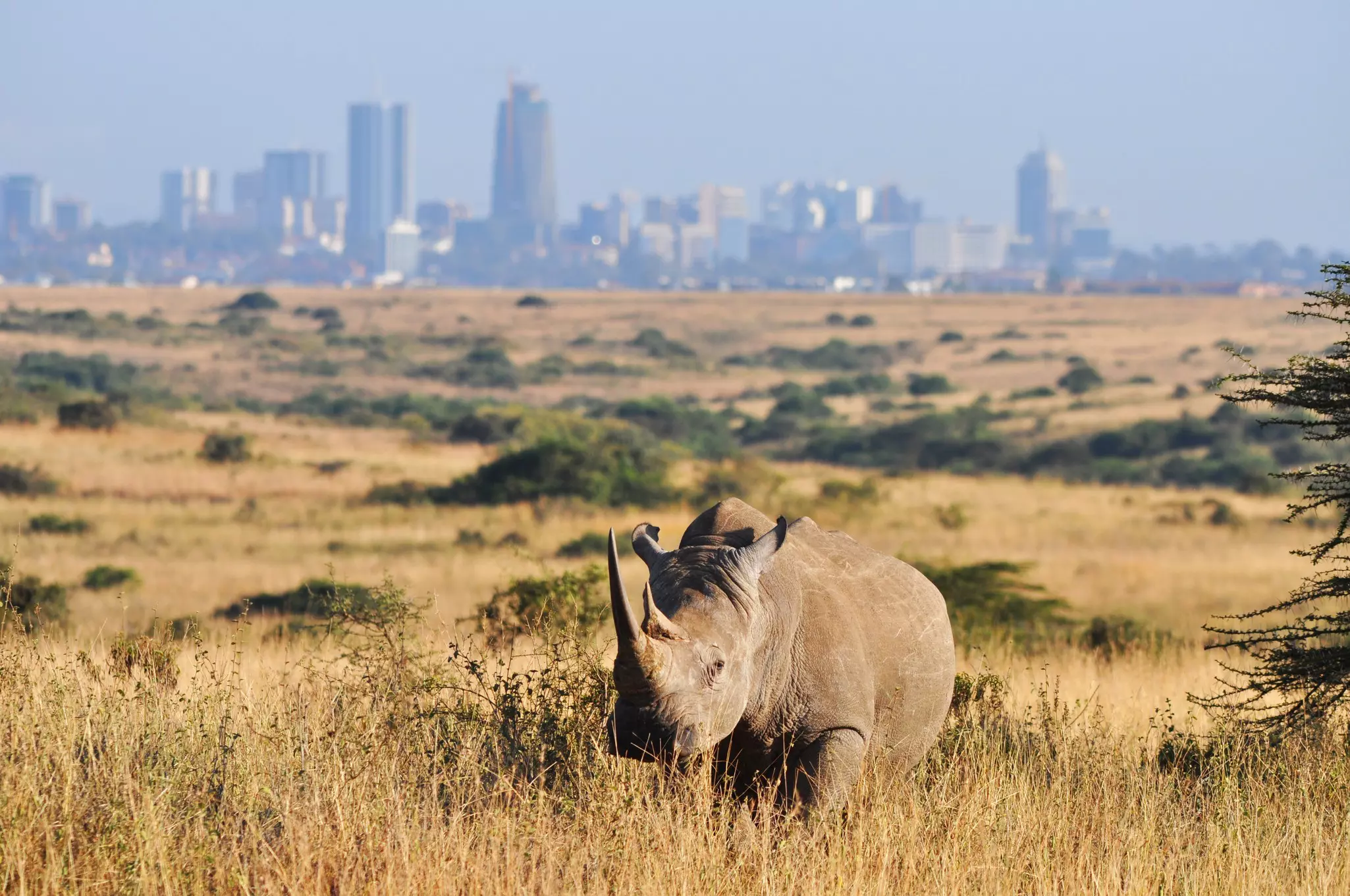 Nairobi National Park is so close to the city you can see its skyline ©Verónica Paradinas Duro/Getty Images