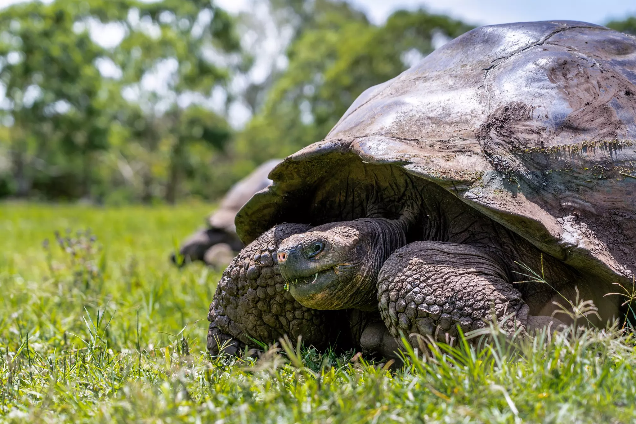 A giant tortoise in the Galápagos Islands, Ecuador. 