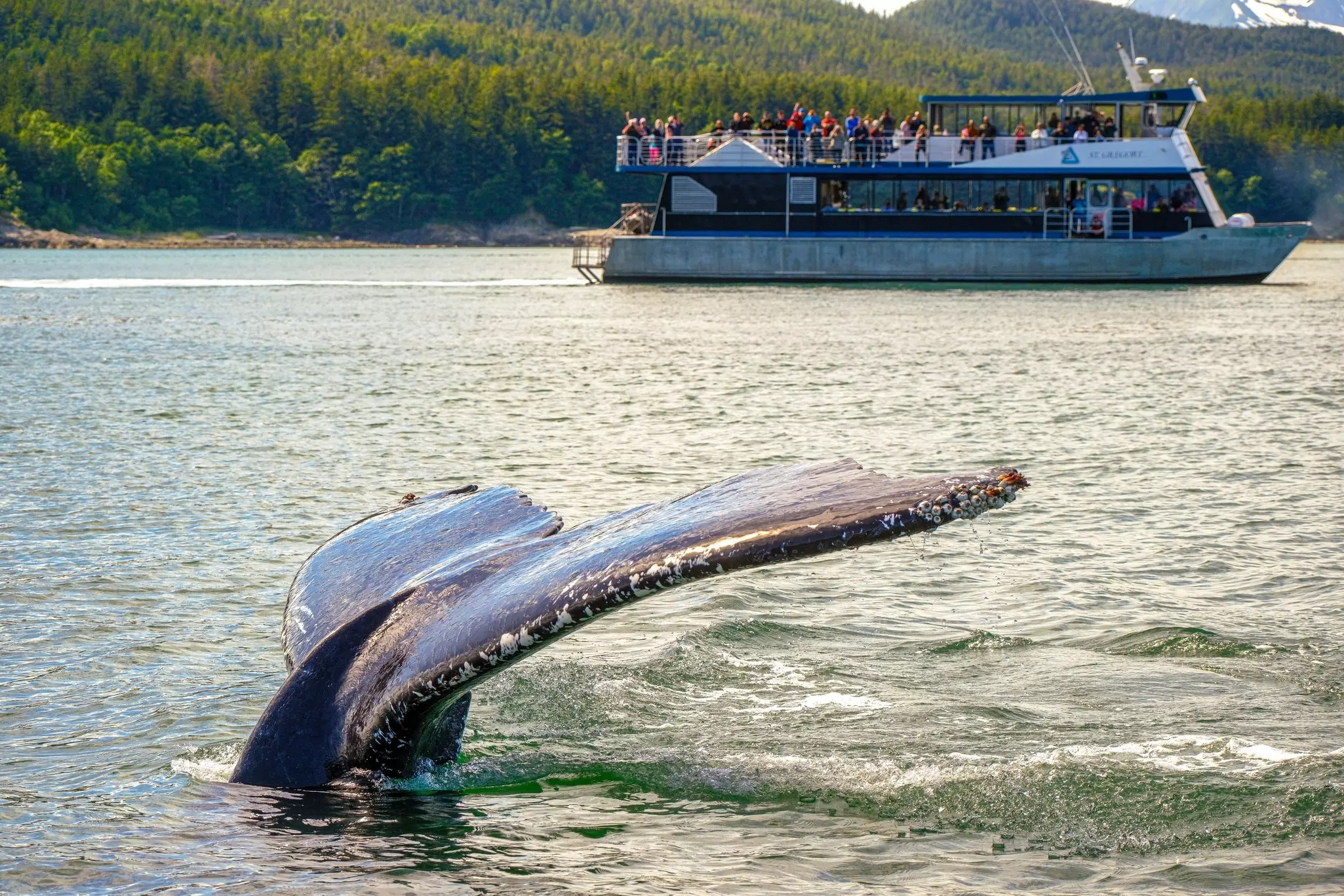 A whale's tail breaches the surface of the water while a nearby boatload of tourists watches on.