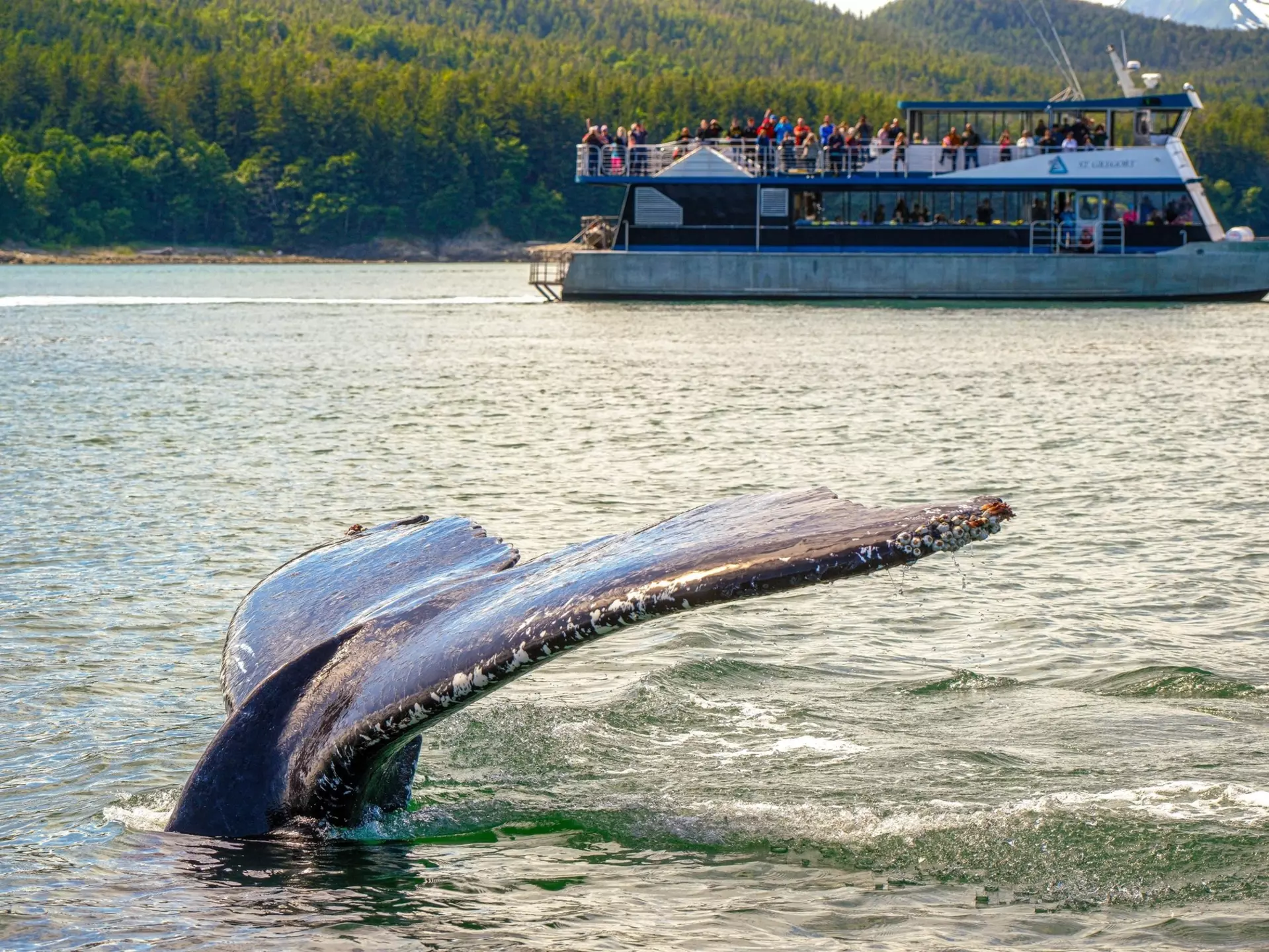 Cruising in Alaska. Darryl Brooks/Shutterstock