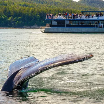 Cruising in Alaska. Darryl Brooks/Shutterstock