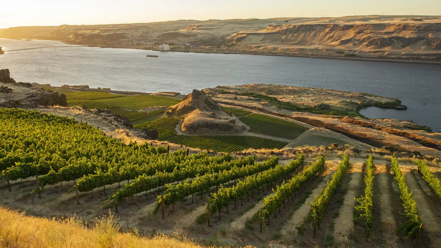 Vineyards on the steep slopes above the Columbia River, Washington