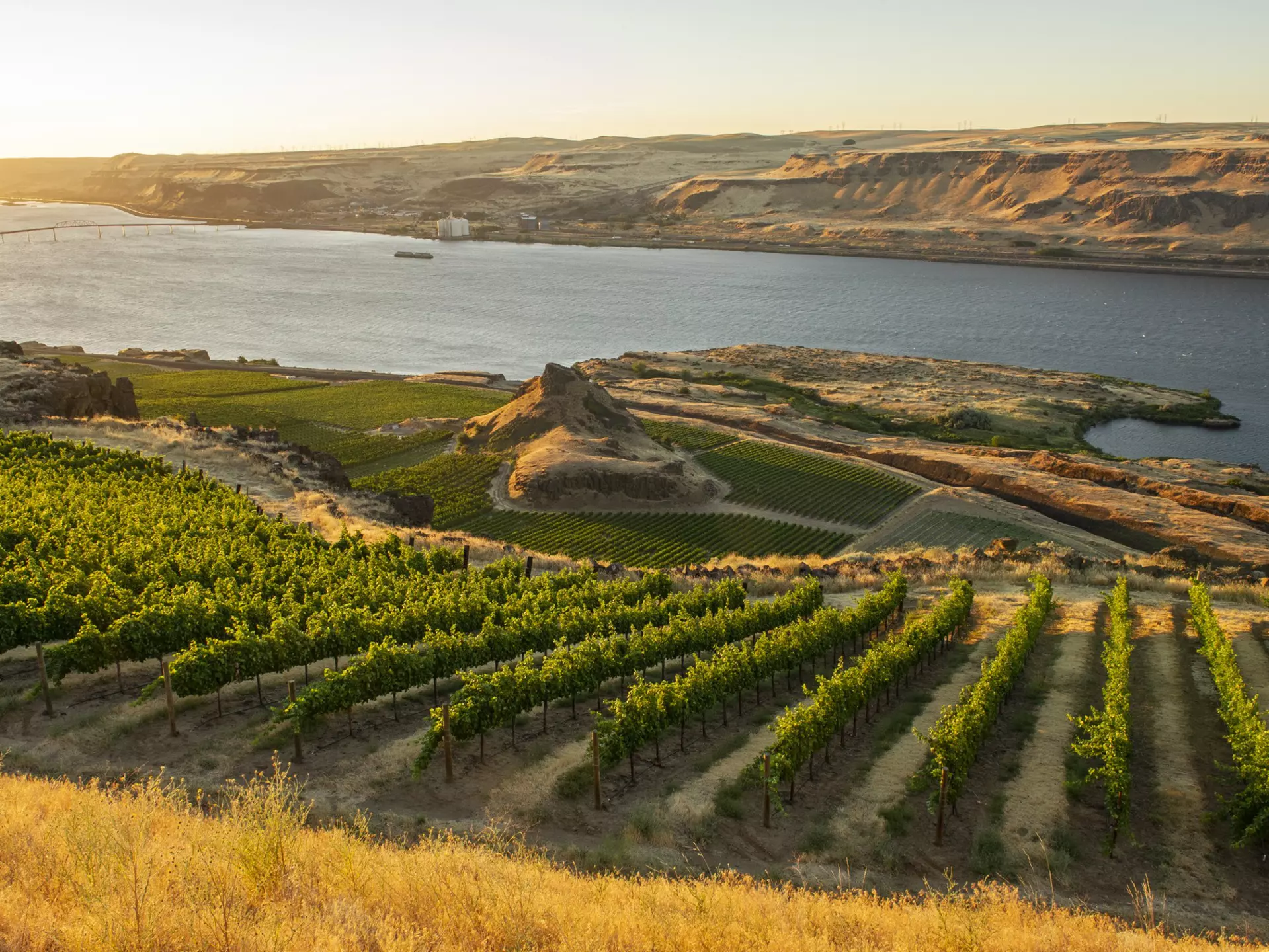 Vineyards on the steep slopes above the Columbia River, Washington