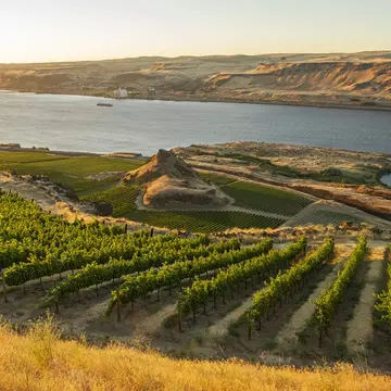 Vineyards on the steep slopes above the Columbia River, Washington