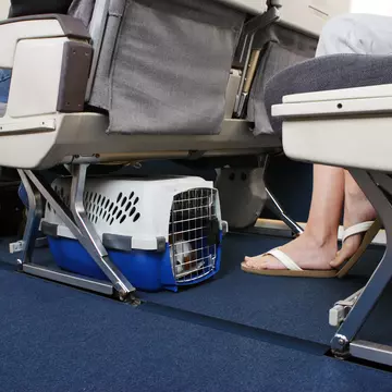 animal on plane.jpg