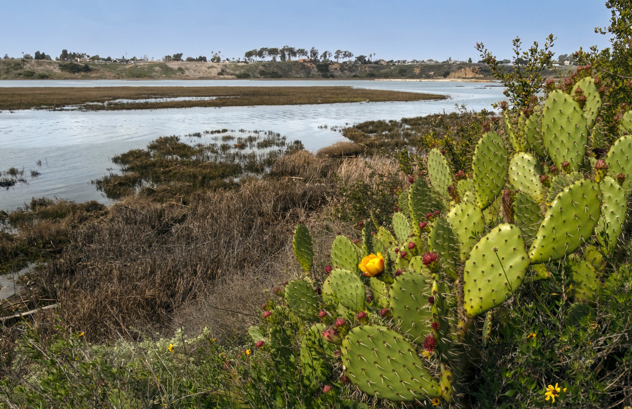 Upper back bay ecological reserve Newport Beach California on a sunny day, License Type: media, Download Time: 2026-08-13T14:01:33.000Z, User: LP_NZhan, Editorial: false, purchase_order: 65050 - Digital Destinations and Articles, job: App Content, client: Lonely Planet App, other: Nadine Zhan